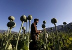 Liên Hợp Quốc cảnh báo tình trạng sản xuất thuốc phiện đáng báo động ở Afghanistan