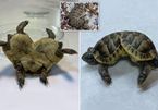 Rùa hai đầu, sáu chân, thân dính liền nhau xuất hiện ở Thổ Nhĩ Kỳ