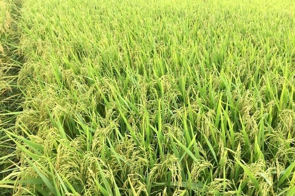 Mô hình sản xuất lúa “bao lợi nhuận”: Nét mới ở nông thôn Cà Mau