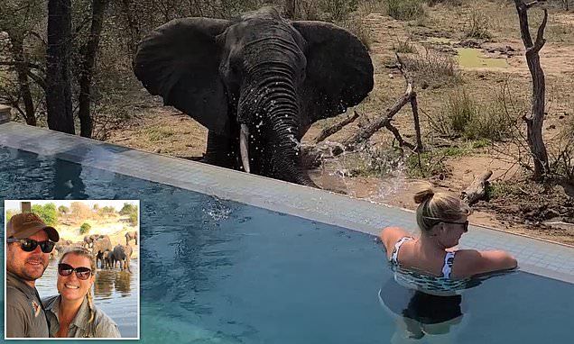 Cuộc chạm trán với voi Nam Phi ở cự ly gần và cái kết
