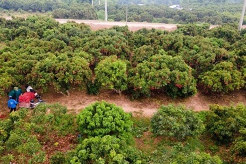 Bắc Giang: Tích cực dồn điền đổi thửa xây dựng nông thôn mới