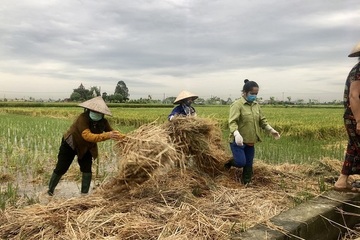Hà Nam: Vận động nông dân xử lý rơm rạ tại chỗ