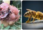 Kinh ngạc loài ong kền kền ăn thịt tạo ra mật ngọt