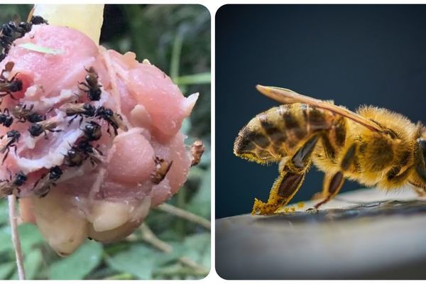 Kinh ngạc loài ong kền kền ăn thịt tạo ra mật ngọt