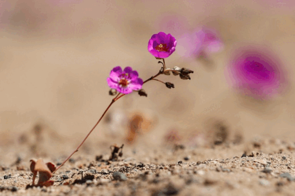 Hoa nở rộ trên sa mạc khô cằn nhất thế giới