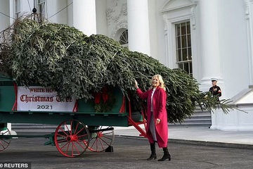 'Lộ diện' cây thông Noel giá gần 140.000 USD trang trí Nhà Trắng