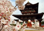 Nhật Bản hủy tập trận vì sợ làm hỏng cây hoa anh đào