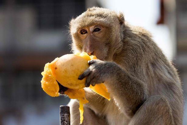 Bữa tiệc 2 tấn rau quả dành cho khỉ trong lễ hội đặc biệt ở Thái Lan