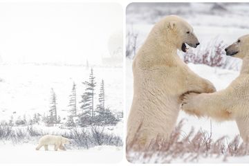 Cuộc sống khác lạ ở 'thủ đô gấu Bắc Cực'
