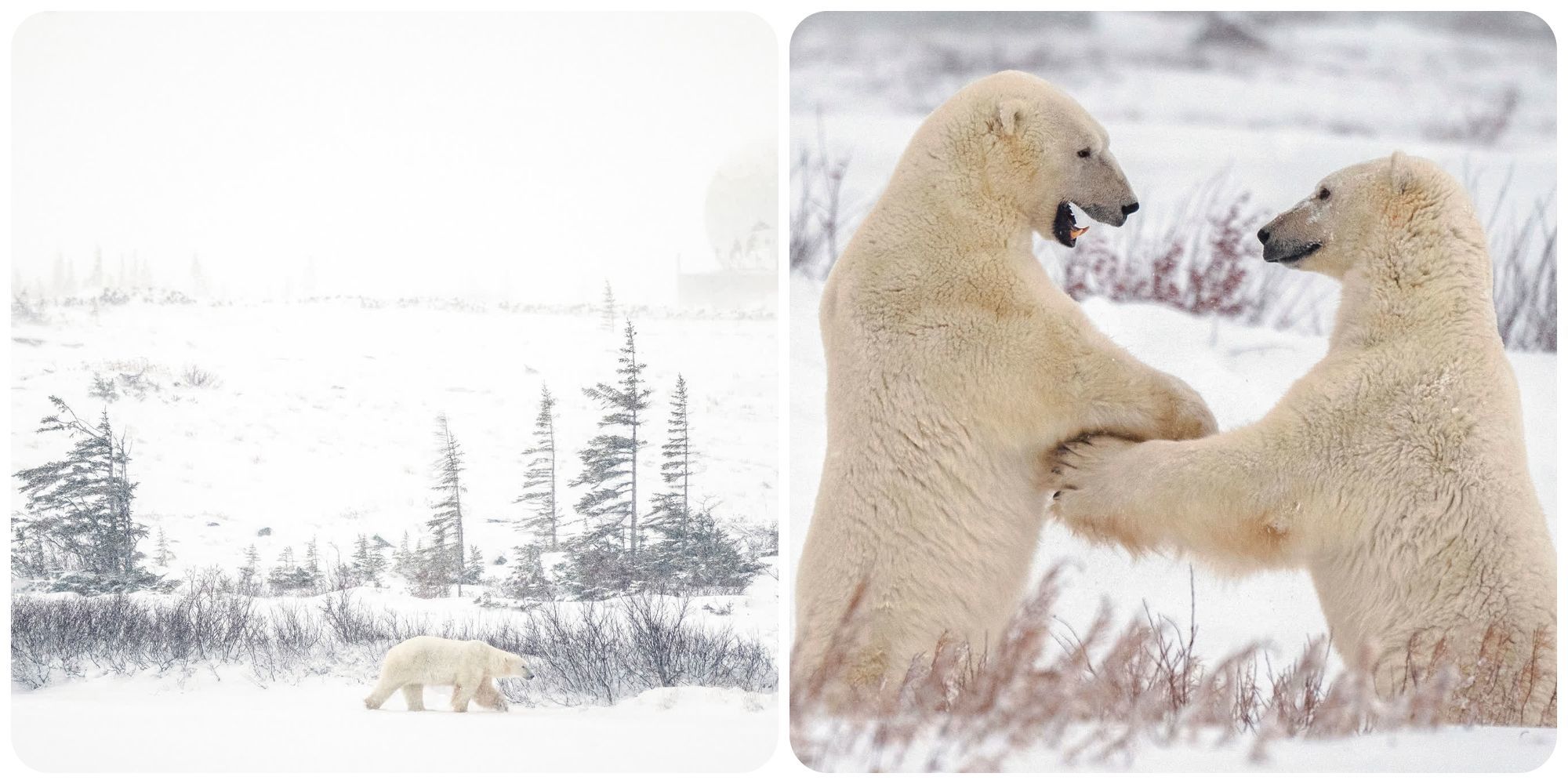 Cuộc sống khác lạ ở 'thủ đô gấu Bắc Cực'