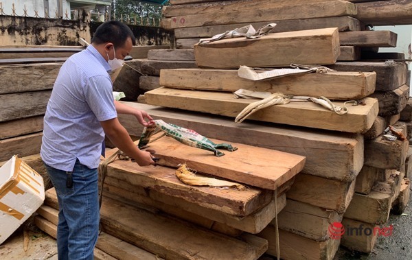 Vấn nạn cõng, gùi gỗ lậu thuê hoành hành ở rừng Pơ mu lớn nhất Đắk Lắk