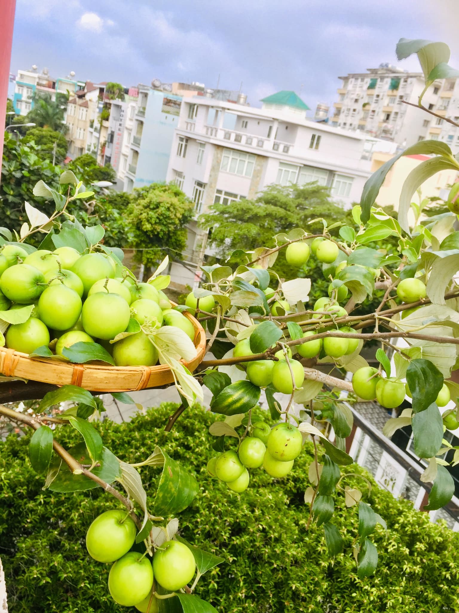 Chỉ với 5 triệu đồng, mẹ đảm Sài Gòn phủ kín sân thượng 50m2 các loại hoa thơm, trái ngọt