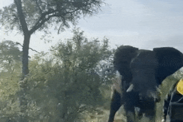 Chạm trán với đàn voi, du khách tham quan suýt mất mạng