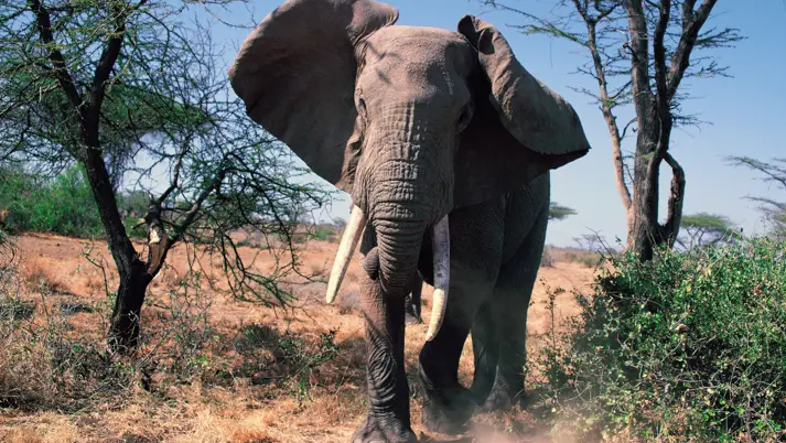 Chạm trán với đàn voi, du khách tham quan suýt mất mạng