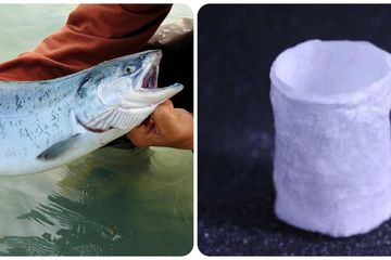 Độc đáo chiếc cốc nhựa làm từ tinh trùng cá hồi