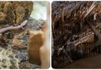 Phát hiện 'rồng con' trong hang động châu Âu, 7 năm không ăn gì vẫn sống sót