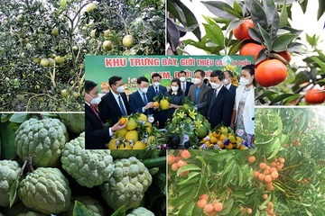 Bắc Giang đẩy mạnh tiêu thụ các nông sản chủ lực tại thị trường nội địa