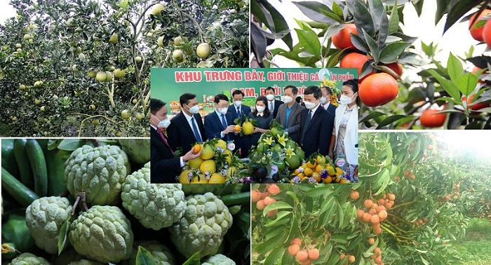 Bắc Giang đẩy mạnh tiêu thụ các nông sản chủ lực tại thị trường nội địa