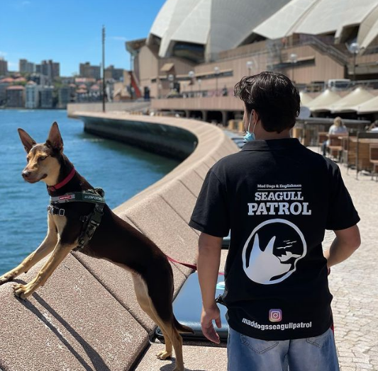 Nhà hát Opera Sydney chi 6,1 tỷ đồng thuê chó thông minh để đuổi mòng biển