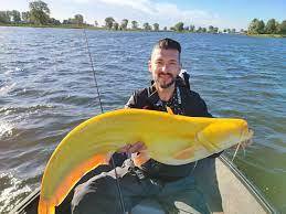 Bắt được cá da trơn vàng tươi cực hiếm ở Hà Lan