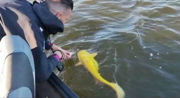 Bắt được cá da trơn vàng tươi cực hiếm ở Hà Lan