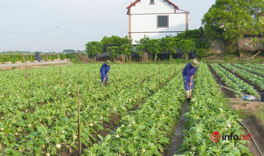 Sản xuất nông nghiệp an toàn theo chuỗi, hướng đi mới thành công của nhiều hợp tác xã ở Hà Nội