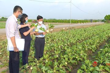 Sản xuất nông nghiệp an toàn theo chuỗi, hướng đi mới thành công của nhiều hợp tác xã ở Hà Nội