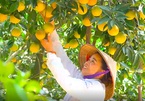 Nhờ 'bí kíp' này, nhiều chủ vườn cam, bưởi ở Bắc Giang vừa hút khách lại bán đắt hàng