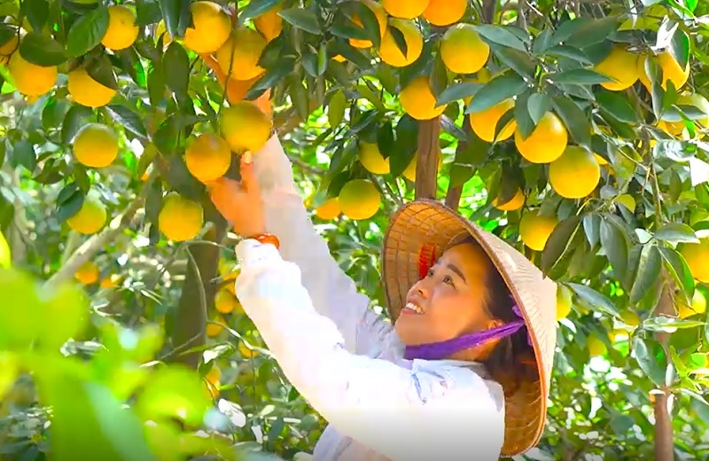 Nhờ 'bí kíp' này, nhiều chủ vườn cam, bưởi ở Bắc Giang vừa hút khách lại bán đắt hàng
