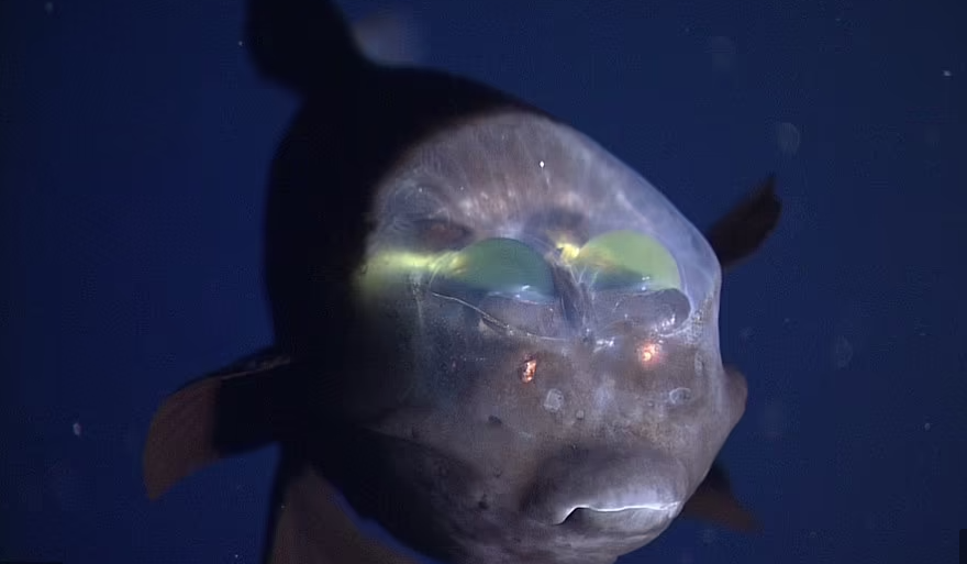 Kỳ lạ cá 'sinh vật ngoài hành tinh' mắt xanh lục và đầu trong suốt