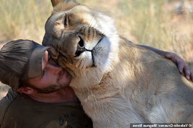 Kỳ lạ mối quan hệ thân thiết giữa người và sư tử trưởng thành