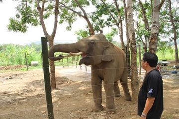 Đắk Lắk sẽ không sử dụng voi làm “thú vui” du lịch