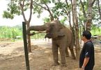 Đắk Lắk sẽ không sử dụng voi làm “thú vui” du lịch