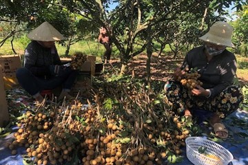 Bà Rịa Vũng Tàu: Khôi phục chuỗi cung ứng và đẩy mạnh tiêu thụ nông sản Việt
