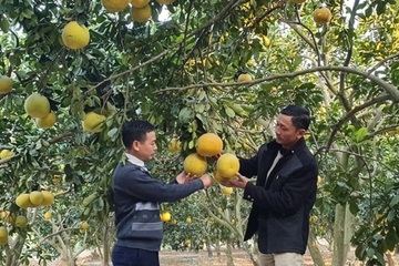 Bắc Giang: Gần 50 tỷ đồng hỗ trợ phát triển sản xuất cây ăn quả bền vững