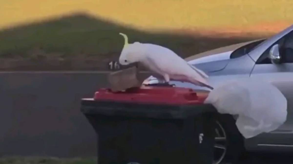 Những con vẹt mở nắp thùng rác siêu đẳng