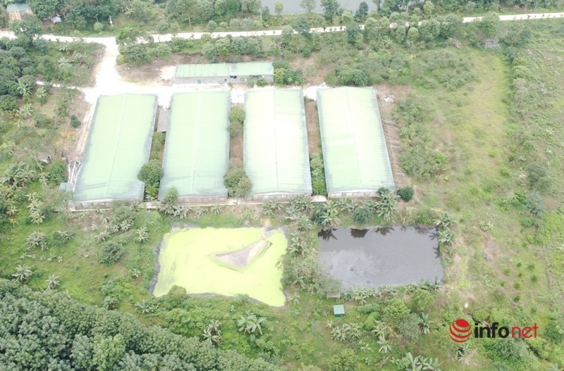 Hà Tĩnh: Trại lợn hỏng bể xử lý chất thải làm ô nhiễm nguồn nước bị phạt 15 triệu đồng, đình chỉ sản xuất