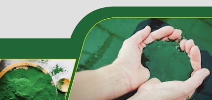 Đa dạng hoá kênh bán hàng đưa tảo xoắn tiếp cận gần với người tiêu dùng trong nước