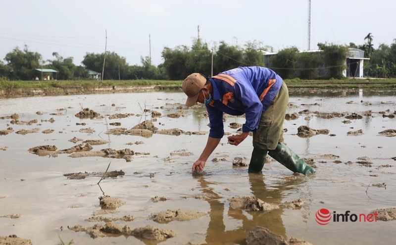 Sáng sớm xách xô đi bắt loại sinh vật hại lúa, nông dân xứ Quảng bỏ túi ngay vài trăm mỗi ngày