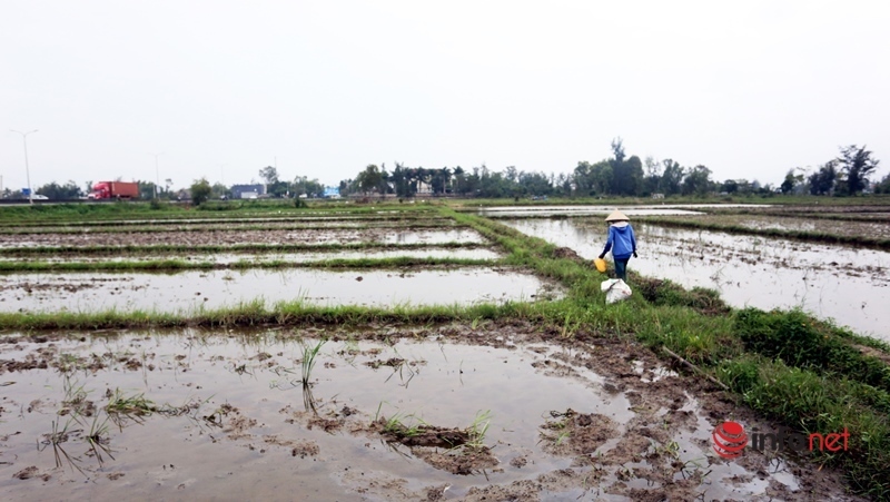 Sáng sớm xách xô đi bắt loại sinh vật hại lúa, nông dân xứ Quảng bỏ túi ngay vài trăm mỗi ngày