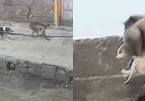 Đàn khỉ Ấn Độ tức giận giết chết 250 con chó để trả thù
