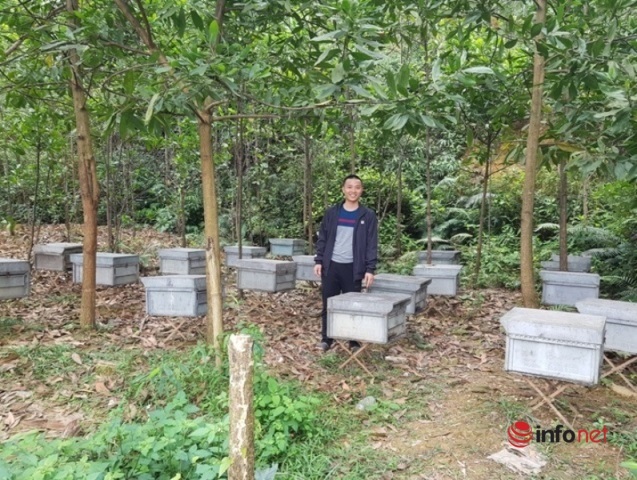 Hà Tĩnh: Đưa sản phẩm mật ong Hương Bưởi thành đặc sản chủ lực của địa phương