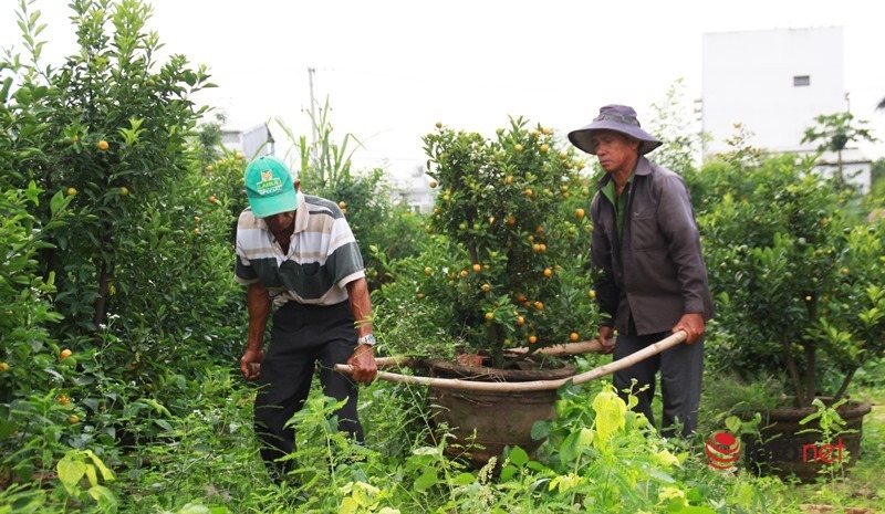 Tết cận kề, nông dân 'thủ phủ' quất Quảng Nam mỏi mắt chờ thương lái