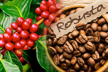 Cà phê Robusta của Việt Nam được công nhận Kỷ lục thế giới