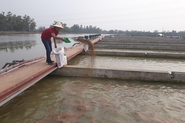 Nuôi cá ‘sông trong ao’ tạo doanh thu, việc làm cho lao động nông thôn ở huyện Thanh Trì, Hà Nội