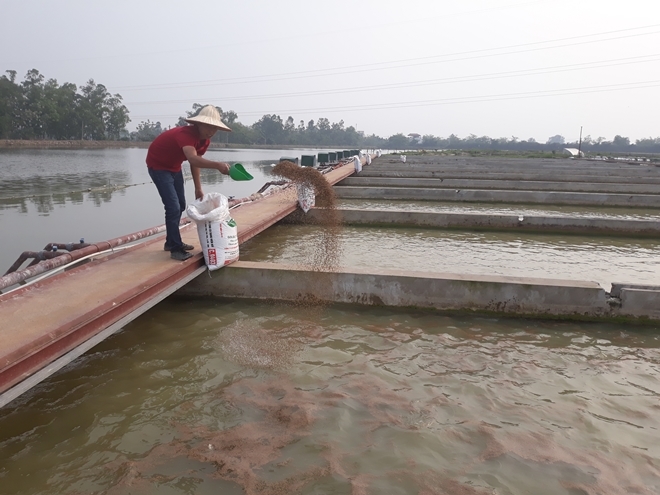 Nuôi cá ‘sông trong ao’ tạo doanh thu, việc làm cho lao động nông thôn ở huyện Thanh Trì, Hà Nội