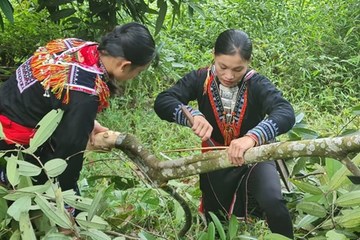Lào Cai đặt mục tiêu đưa cây quế trở thành sản phẩm thương hiệu quốc gia