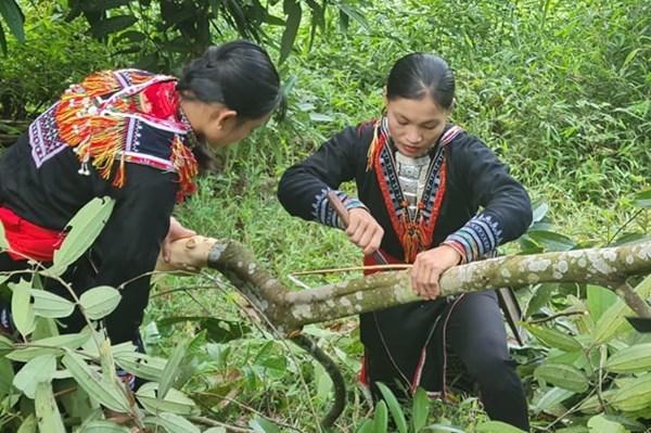 Lào Cai đặt mục tiêu đưa cây quế trở thành sản phẩm thương hiệu quốc gia