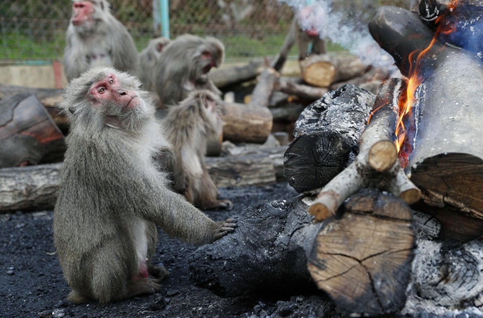 Khỉ quây quần bên đống lửa trong phong tục đông chí kỳ lạ