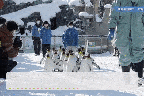 Màn trình diễn chim cánh cụt đi bộ nổi tiếng ở Nhật Bản